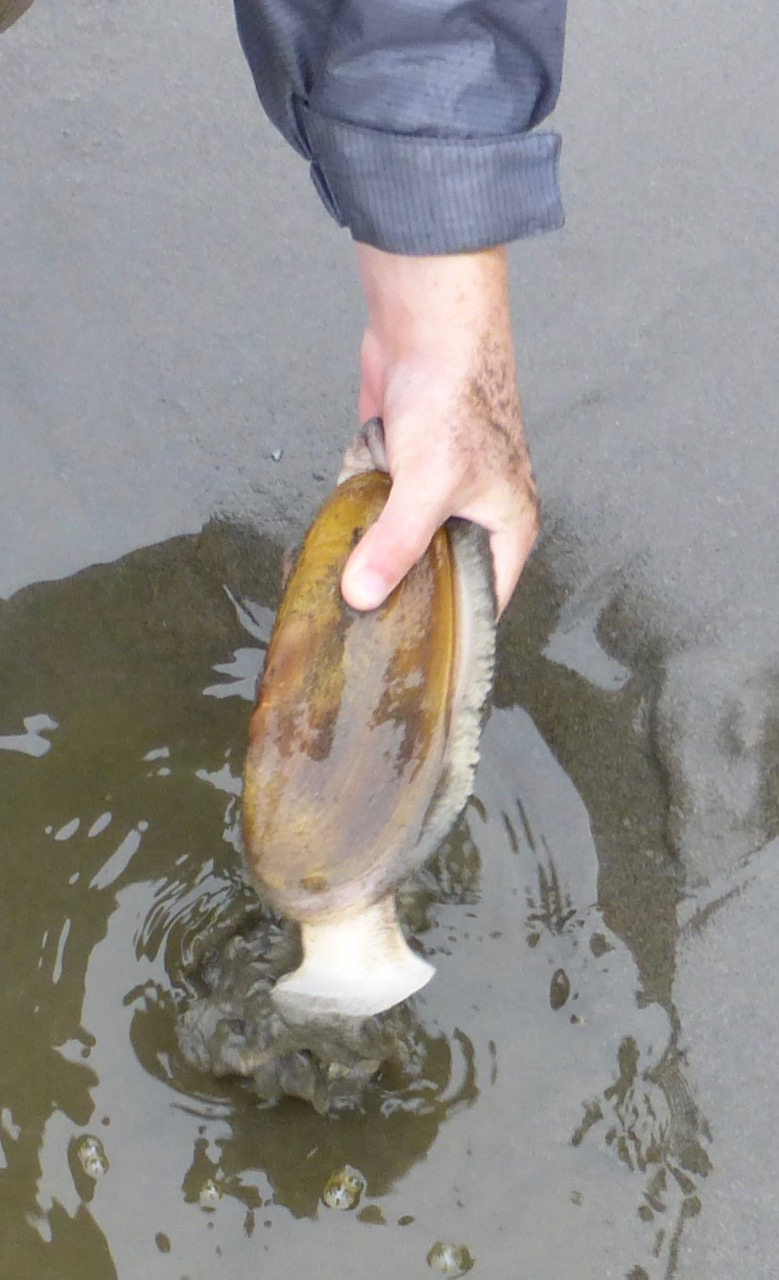 Digging Razor Clams in Washington 