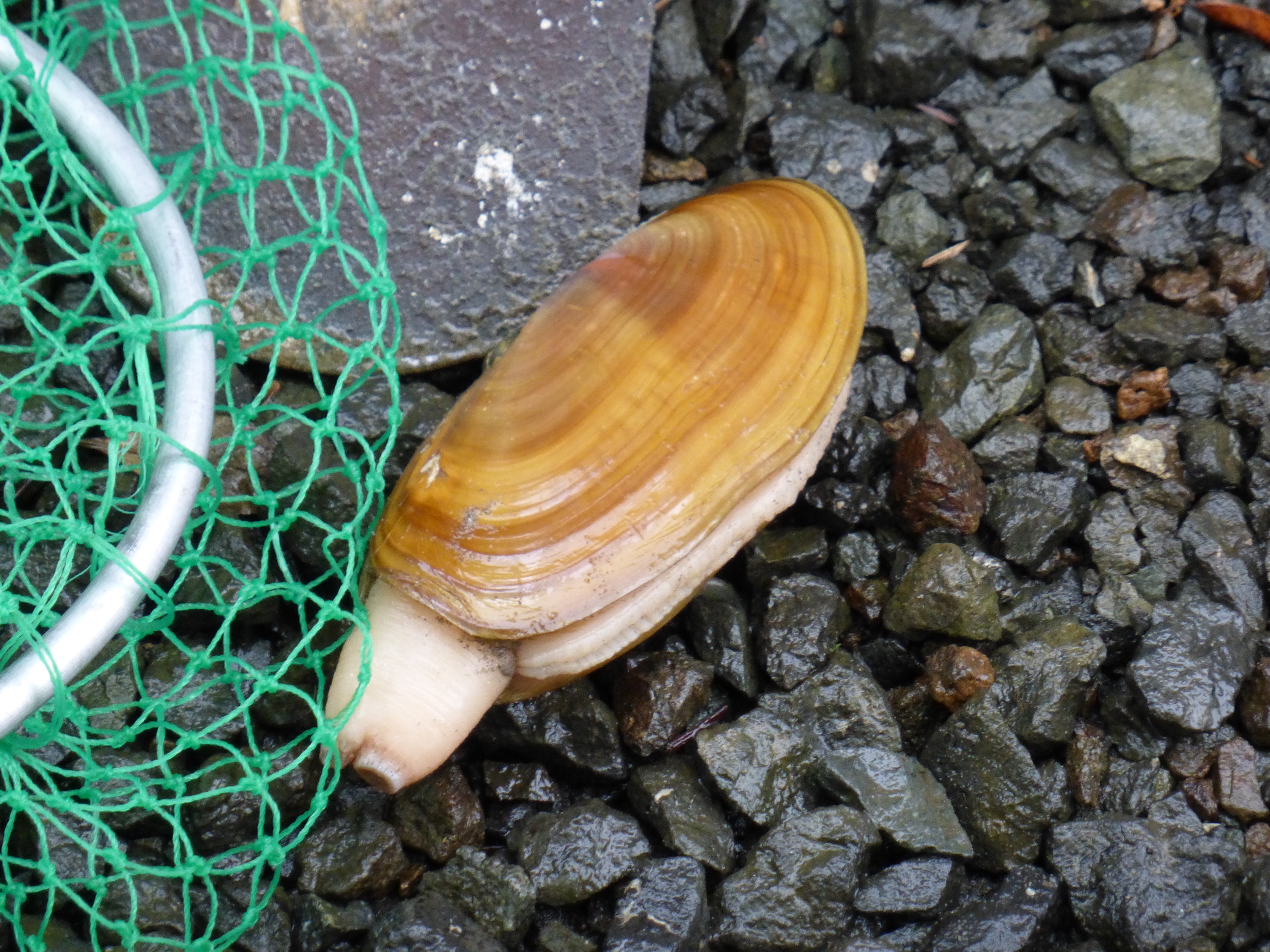 Razor Clamming for Survival in the 1920s and 1930s – HELP MAKE THE